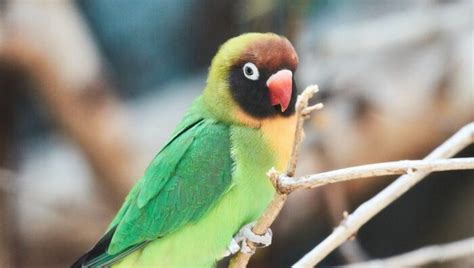 好養的鳥|新手養鳥指南 挑選及準備要點 – 寵物百科